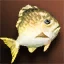 Yellow Fat Fish - Upper-grade 