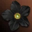 Kuon